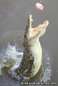 Filmas Kaip gyvena krokodilai / The Secret World Of Crocodiles (2011) Online