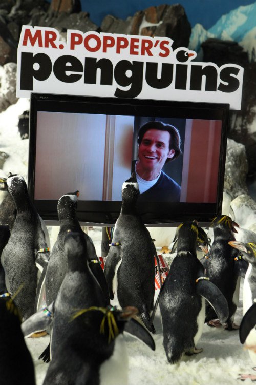 Filmas Pono Poperio pingvinai / Mr. Popper's Penguins (2011)