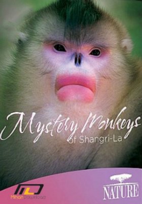 Filmas Paslaptingos Šangri La beždžionės / Mystery Monkeys of Shangri-La (2015)